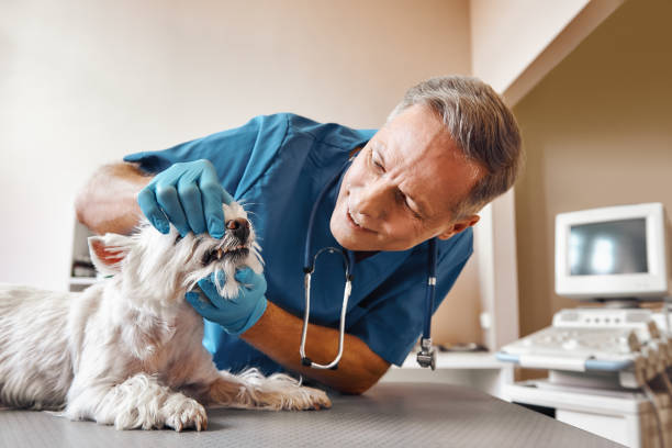 Best Emergency Gum Treatment in Layton, UT